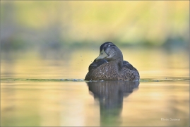 <p>KACHNA DIVOKÁ (Anas platyrhynchos) ---- /Mallard - Stockente/</p>